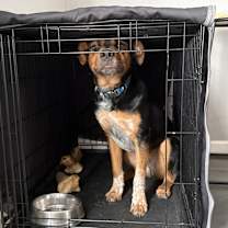 Thumbnail photo of Bandit #3