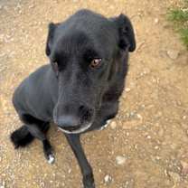 Thumbnail photo of Charlie #3