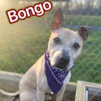 Thumbnail photo of Bongo #1