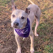 Thumbnail photo of Bongo #2