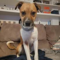 Thumbnail photo of Pup Jack #4