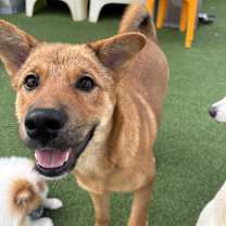 Thumbnail photo of DODO #2