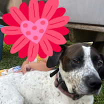 Thumbnail photo of Lucky #1