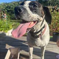 Thumbnail photo of Lucky #2