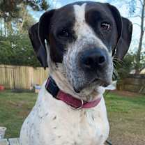 Thumbnail photo of Lucky #4