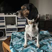 Thumbnail photo of Gilbert #2