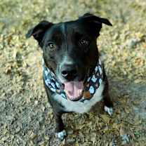 Thumbnail photo of Kain (aka Hershey) #3