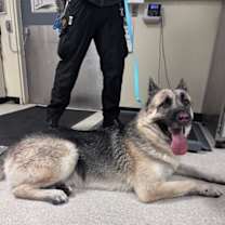 Thumbnail photo of *HUNTER #2