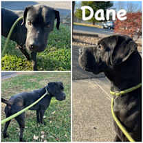 Thumbnail photo of Dane Cook #1