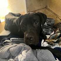 Thumbnail photo of Dane Cook #2