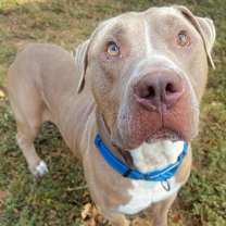 Thumbnail photo of Milo #4