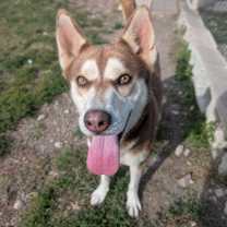 Thumbnail photo of Woodstock #2