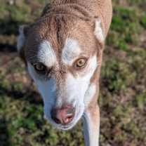 Thumbnail photo of Woodstock #4