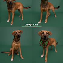 Thumbnail photo of Levi #1