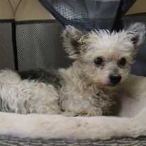 Thumbnail photo of Leilani #3