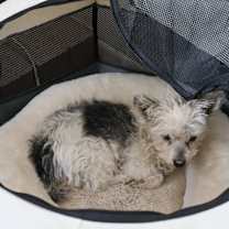 Thumbnail photo of Leilani #4