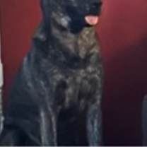 Thumbnail photo of Dutch #1