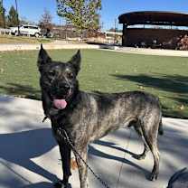 Thumbnail photo of Dutch #2