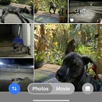 Thumbnail photo of Dutch #3