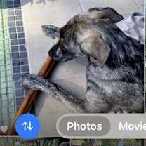 Thumbnail photo of Dutch #4