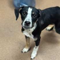 Thumbnail photo of Darla #3