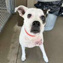 Thumbnail photo of Suzie #2