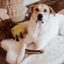 Thumbnail photo of Oso #1