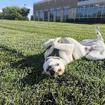 Thumbnail photo of Oso #4