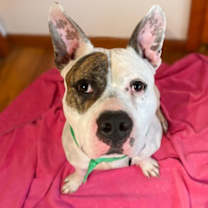 Thumbnail photo of Harrigan #3