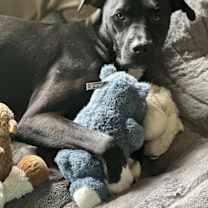 Thumbnail photo of Colby #1