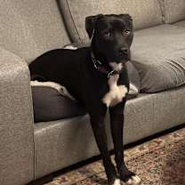 Thumbnail photo of Colby #3