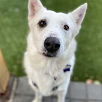 Thumbnail photo of Arthur #4