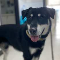 Thumbnail photo of Jet #3