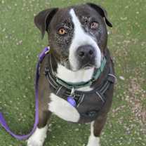 Thumbnail photo of Charlie Boy #1