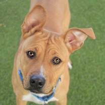 Thumbnail photo of Milo #1