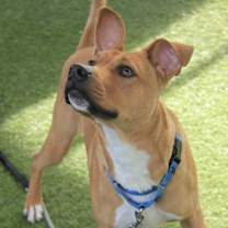 Thumbnail photo of Milo #2