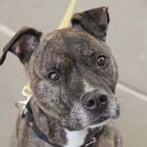 Thumbnail photo of Bolo #2