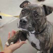 Thumbnail photo of Bolo #3