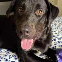 Thumbnail photo of Finley #1