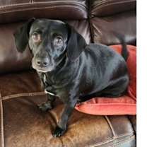 Thumbnail photo of Molly & Sadie #2