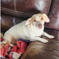 Thumbnail photo of Molly & Sadie #3