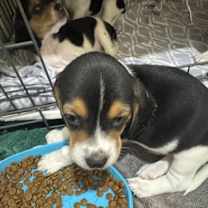 Thumbnail photo of Elmer #2