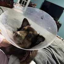 Thumbnail photo of Chou #2