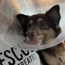 Thumbnail photo of Chou #3