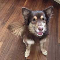 Thumbnail photo of Chou #4