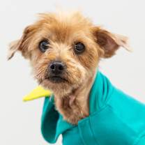 Thumbnail photo of Desi #3