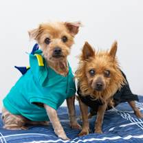 Thumbnail photo of Desi #4