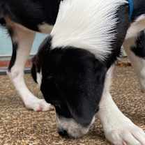 Thumbnail photo of Zandra #4