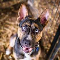 Thumbnail photo of Valor #1