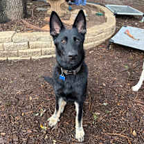 Thumbnail photo of Clover #4